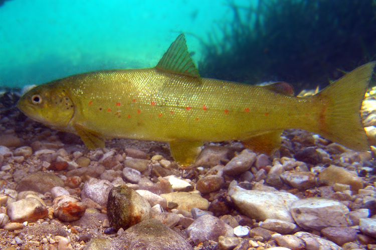 Slika /slike/Vijesti/2022/mekousna (Salmothymus obtusirostris) Aljosa Duplic.png